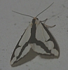 confused haploa moth.jpg